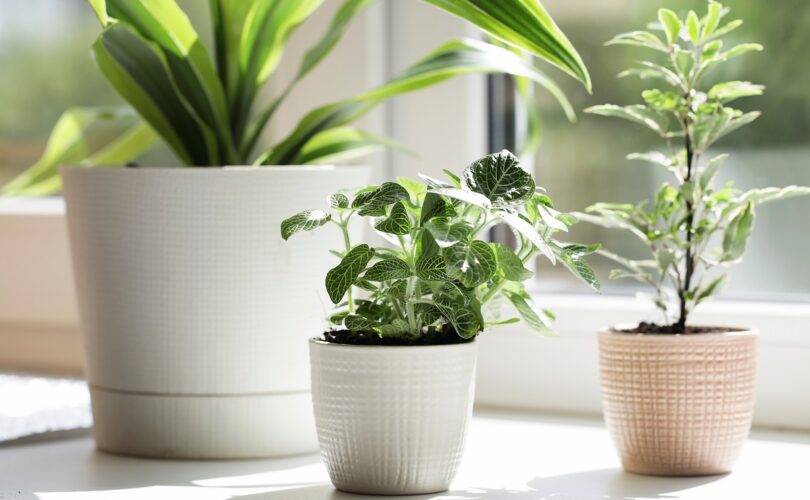 Poszukiwane parapety granitowe w Krakowie - gdzie kupić?